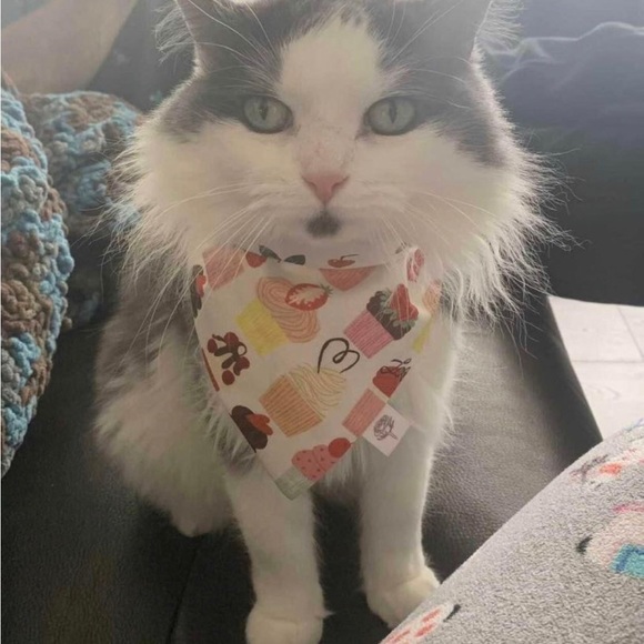 Pet Bandana Lot (3) - Picture 6 of 6